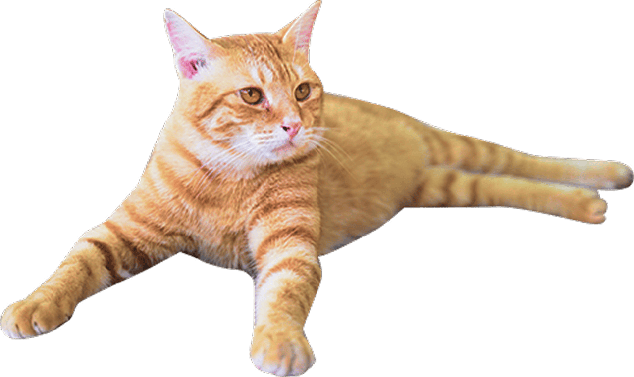 茶色い猫