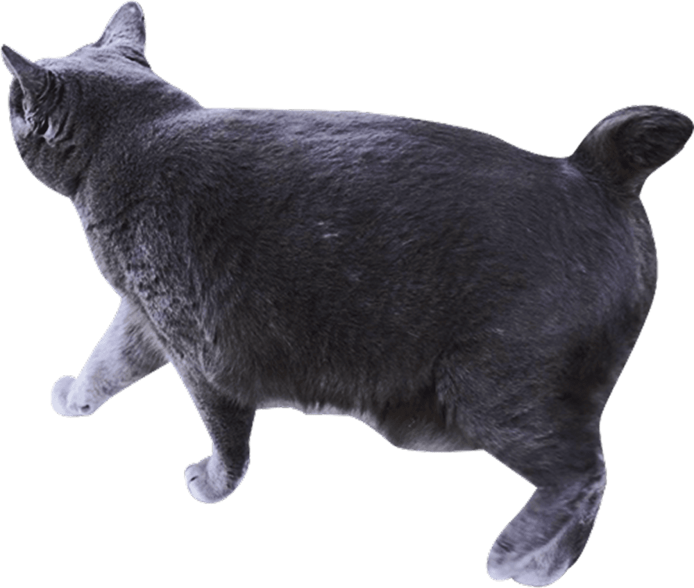 黒い猫